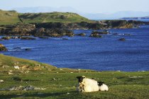 Овцы, остров Феллилл, графство Мейо — стоковое фото