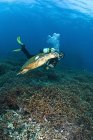 Buceador nadando bajo el agua con una linda tortuga - foto de stock