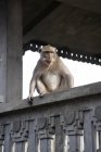 Macaco sentado na borda — Fotografia de Stock