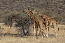 Two Reticulated Giraffes — Stock Photo