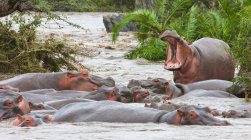 Yawning Hippo en el Parque Nacional del Serengeti - foto de stock