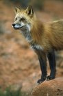 Raposa vermelha em pedra de arenito — Fotografia de Stock