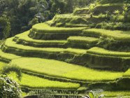 Рисові поля в Балі — стокове фото
