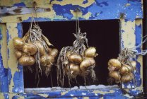 Manojos de cebollas; Irlanda - foto de stock