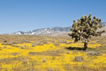 Joshua Tree, deserto del Mojave — Foto stock