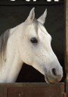 Сірий кінь в стайні — стокове фото