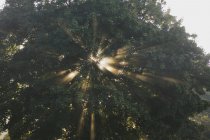 La luz del sol a través de árboles - foto de stock