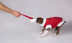 Собака носити костюм Санта — стокове фото
