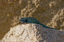 Granite Spiny Lizard — Stock Photo