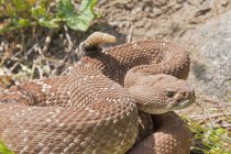 Close up of Red-Diamond Rattlesnake — Stock Photo