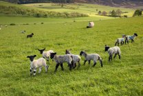 Moutons courant dans un champ — Photo de stock
