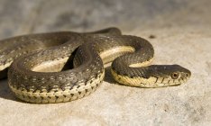 Serpente de liga de duas riscas — Fotografia de Stock