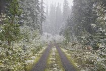Гравийная дорога в лесу — стоковое фото