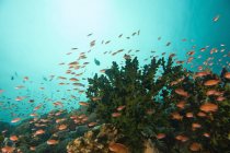 Anthias vicino a tazza di corallo — Foto stock