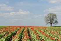 Вид на поле тюльпанов — стоковое фото