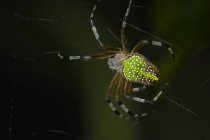 Araña orbe con respaldo verde - foto de stock