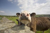 Mucca in cerca di fotocamera — Foto stock