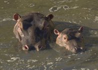 Hipopótamo y pantorrilla en río - foto de stock