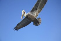 Пеликан в полете в небе — стоковое фото