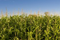 Campo di mais durante il giorno — Foto stock