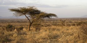 Reserva Nacional de Samburu, Quênia — Fotografia de Stock