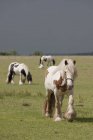 Clydesdale cavalli in un campo — Foto stock