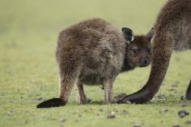 Eastern Grey Kangaroos — Stock Photo