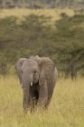 Elefant wandert durch hohe Gräser — Stockfoto