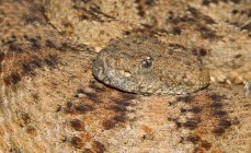 Close up of  Speckled Rattlesnake — Stock Photo