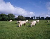 Charolais Cattle Grazing In Pasture — Stock Photo