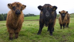 Highland Calves in field — Stock Photo