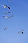 Gaviotas volando en Essaouira — Stock Photo