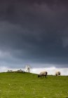 Овцы пасутся под тёмным небом — стоковое фото