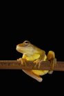 Swamp Frog (Limnonectes Leytensis) — Stock Photo