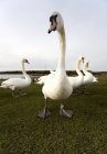 White Swans Standing On Green Meadow Beside Lake, Closeup — Stock Photo