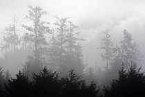 Floresta nebulosa com árvores — Fotografia de Stock