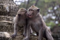 Macacos mostrando afeto — Fotografia de Stock