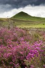 Wildflowers, Yorkshire del Norte, Inglaterra - foto de stock