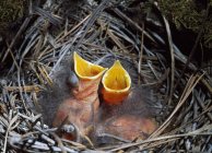 Townsend's Solitaire Nestlings — Stock Photo
