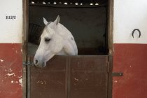 Grey Horse In Stable — Stock Photo