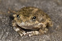 Каліфорнія деревна жаба — стокове фото