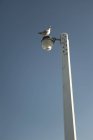 Seagull Perched On Lamppost — Stock Photo