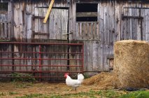 Курица и старый деревянный амбар — стоковое фото