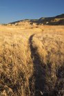 Curving badlands trail through dried grasses — Stock Photo