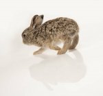 Baby Rabbit de pé — Fotografia de Stock