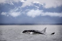 Ballenas asesinas en la superficie del agua - foto de stock