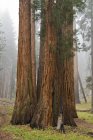 Árboles de Sequoia en el Parque Nacional de Sequoia - foto de stock