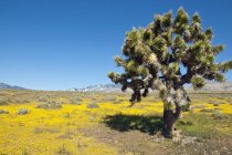 Árvore de Joshua no deserto de Mojave — Fotografia de Stock