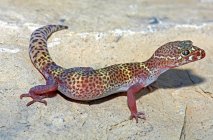 Texas gebänderter gecko — Stockfoto