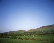 Фризский скот пасущийся в долине Ахерлоу — стоковое фото